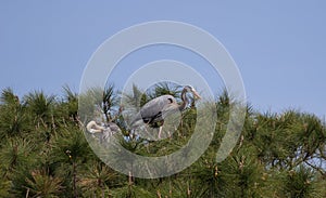 Great Blue Heron in a fir tree