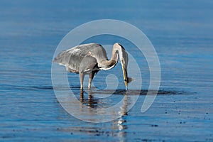 Great Blue Heron with a Fish.