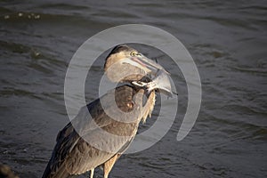 Great Blue Heron with a fish