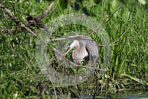 Great Blue Heron with Fish