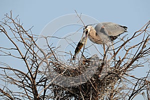 Great Blue Heron with a Fish