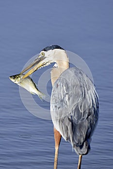 Great Blue Heron With Fish