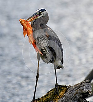 A Great Blue Heron and a Fish #2