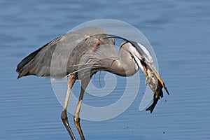 Great Blue Heron with Fish