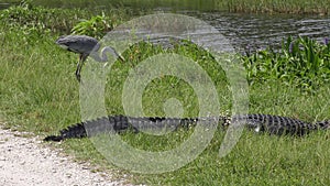 Great blue heron with a fish and alligator