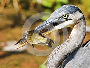 Great Blue Heron With Fish