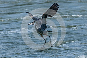 Great Blue Heron with fish in its mouth