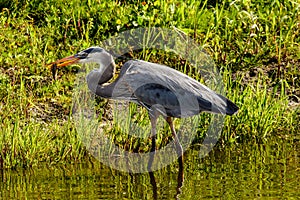 Great Blue Heron With Fish at Myakka