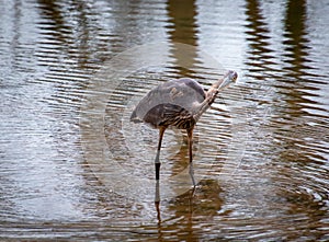 Great Blue Heron Fishing