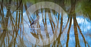 Great Blue Heron Fishing