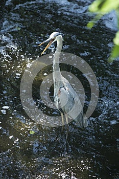 Great blue heron fishing at base of waterfall in Connecticut