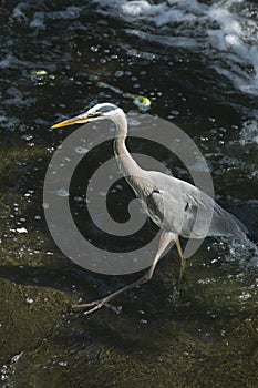 Great blue heron fishing at base of waterfall in Connecticut