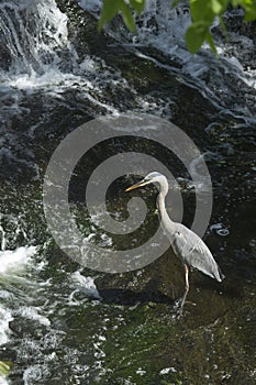 Great blue heron fishing at base of waterfall in Connecticut