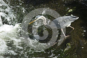 Great blue heron fishing at base of waterfall in Connecticut