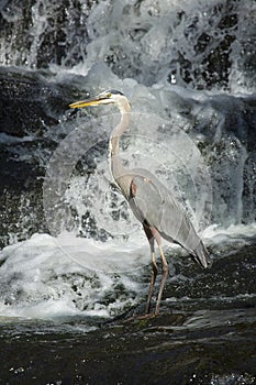 Great blue heron fishing at base of waterfall in Connecticut