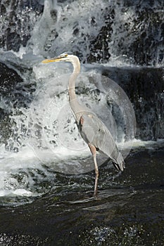 Great blue heron fishing at base of waterfall in Connecticut