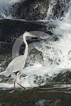 Great blue heron fishing at base of waterfall in Connecticut