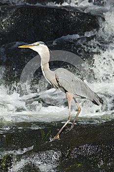 Great blue heron fishing at base of waterfall in Connecticut