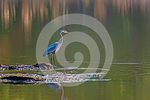 Great Blue Heron Fishing on the Chesapeake Bay