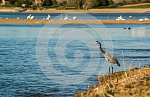 Great Blue heron fishing on lakeside