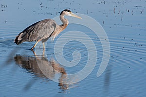 Great Blue Heron fishing