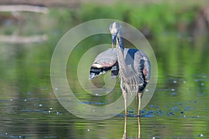 Great Blue Heron Fishing