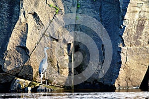 Great Blue Heron fishing near the cliffs on the St. Croix River in Taylors Falls Minnesota