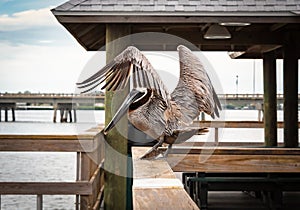 Great Blue Heron on fishing pier in Bradenton Florida.