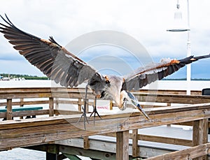 Great Blue Heron on fishing pier in Bradenton Florida.