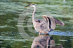 Great Blue Heron fishing in soft focus