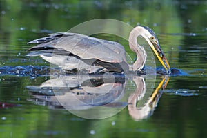 Great Blue Heron Fishing in soft focus