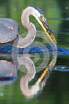 Great Blue Heron Fishing in soft focus