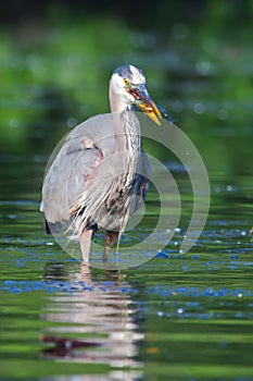 Great Blue Heron Fishing in soft focus