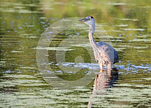 Great Blue Heron fishing in soft focus