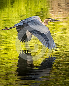 Great Blue Heron flies gracefully over green waters