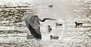 A Great Blue Heron Flies Over a Lake