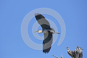 Great Blue Heron flies over nest