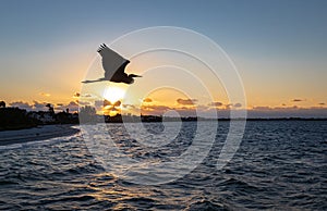 Great blue heron flies over sunset in southwest Florida