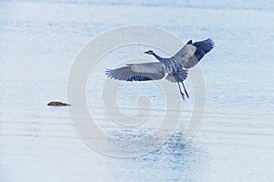 Great Blue Heron flies over water to land on a rock