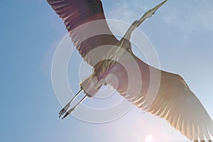 Great Blue Heron flies overhead