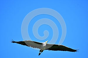 A Great Blue Heron flies overhead, its wings spread out.