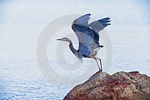 Great Blue Heron flies from a rock