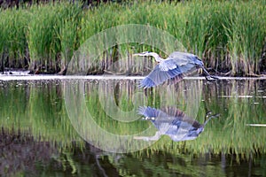 Great Blue Heron Flies with a Twin