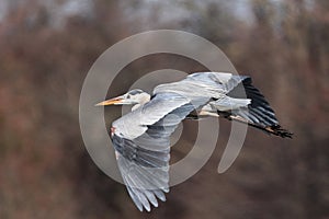 Great Blue Heron in Flight