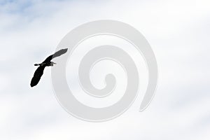 Great Blue Heron in Flight