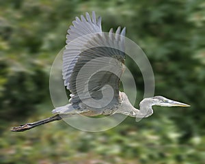 Great Blue Heron in flight