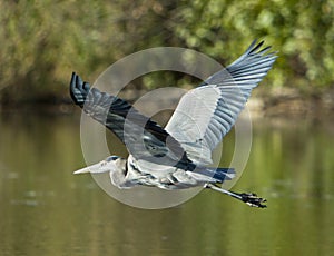 Great Blue Heron In Flight photo