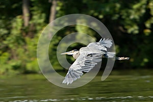 A Great Blue Heron In Flight