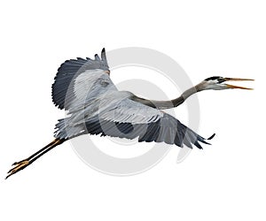 Great Blue Heron In Flight