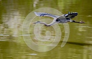 Great Blue Heron in flight.
